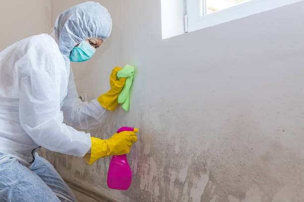 Why You Should Choose Our Mold Remediation Services in Roessleville, NY